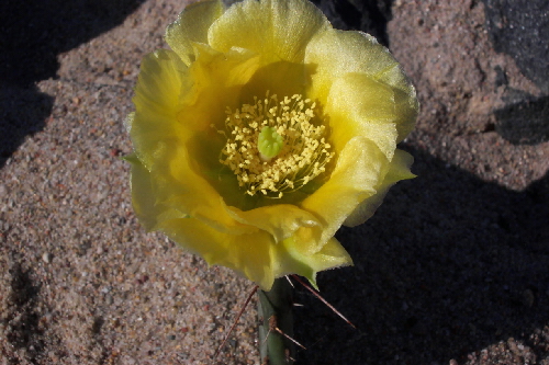 opuntia phaeacantha v.discata z kw. (2)